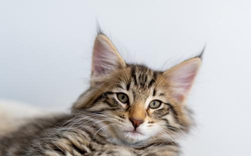 SI Star of Norway Leglo B Norwegian Forest Cat