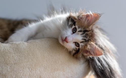 SI Star of Norway Leglo B Norwegian Forest Cat